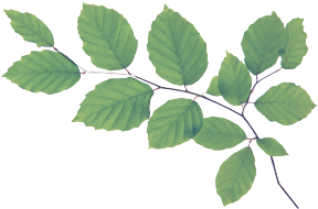 leaves-png